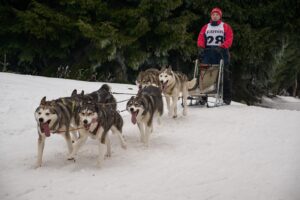 Illustration mushing
